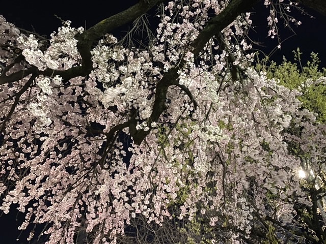 桜〜、桜〜、弥生の空に〜♪
