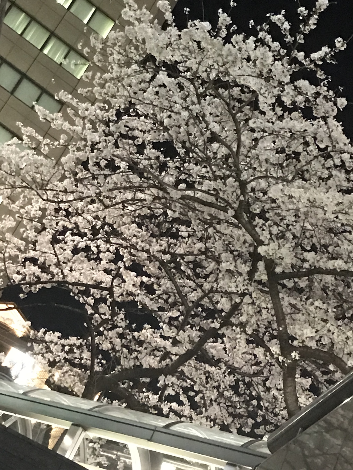 満開のきれいな桜。