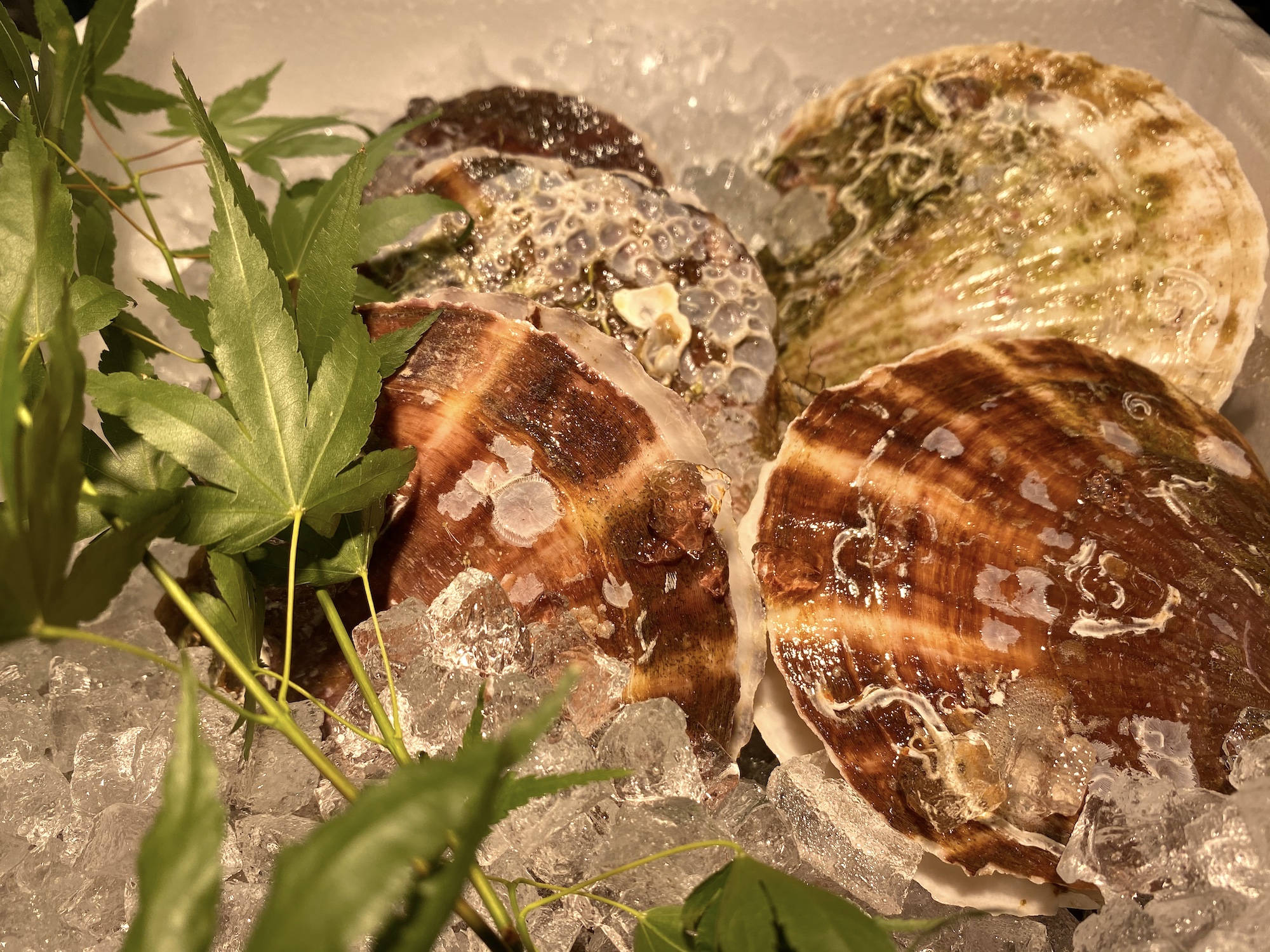 ホタテがきました！