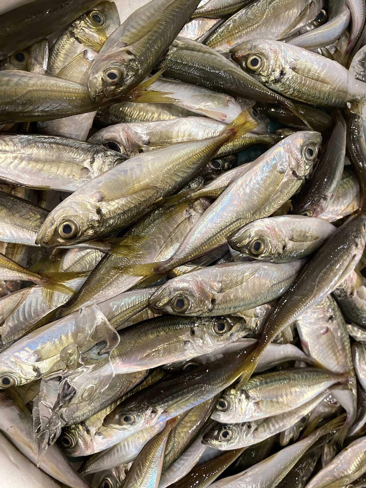 大漁祭りじゃ〜！